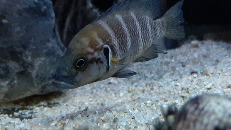 Neolamprologus savoryi 'Sibwesa'